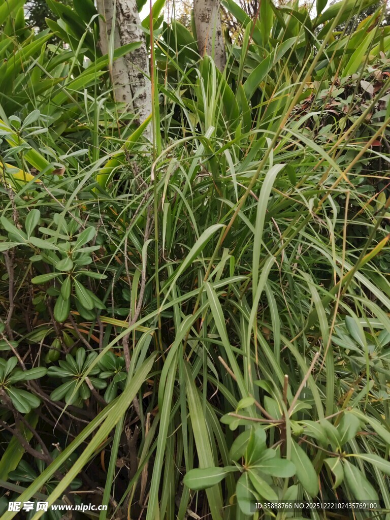 茂密丛生的绿色草本植物