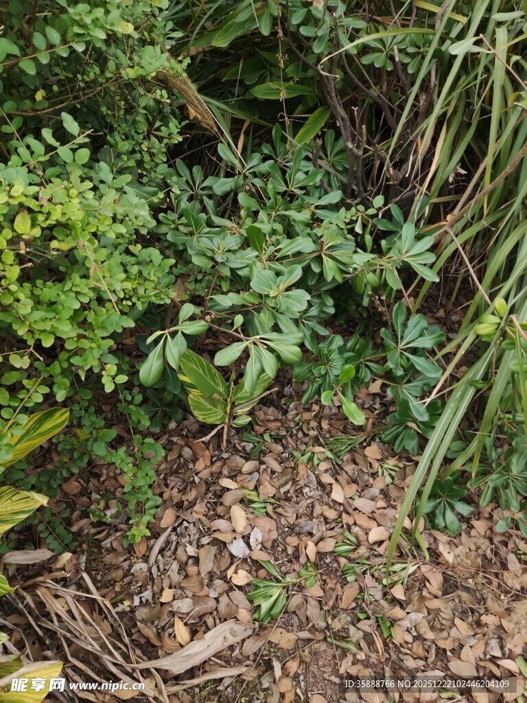 繁茂绿植下的地面景象