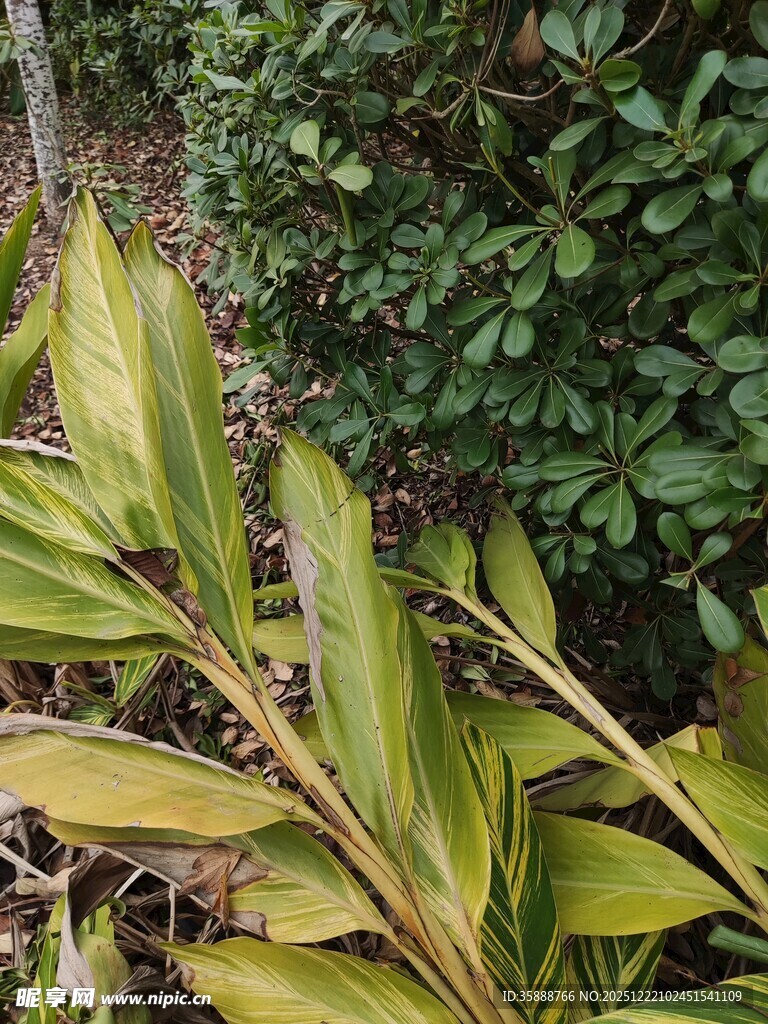 黄绿相间的植物叶片