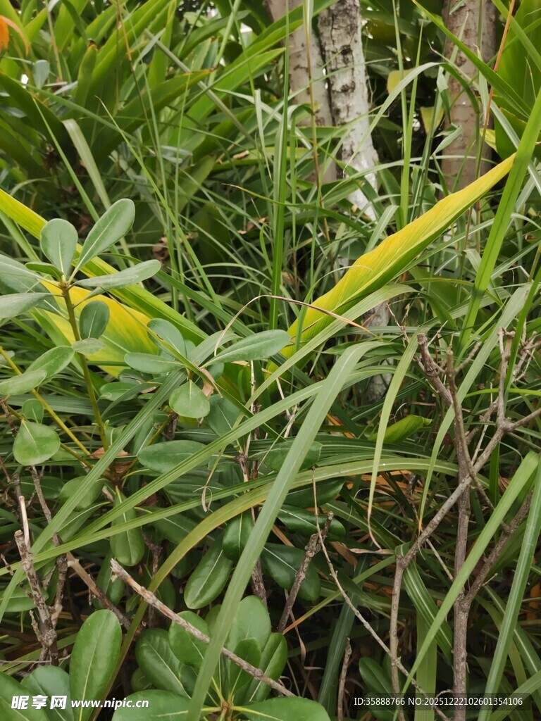 丛林中的翠绿植物