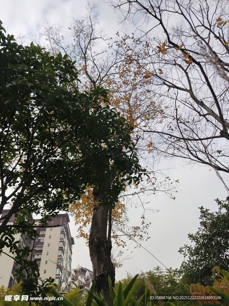 秋日枝干与繁茂绿树景观