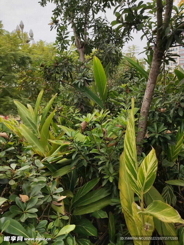 繁茂的热带植物景观