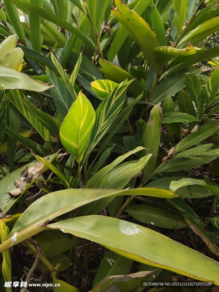 翠绿生机的植物叶片