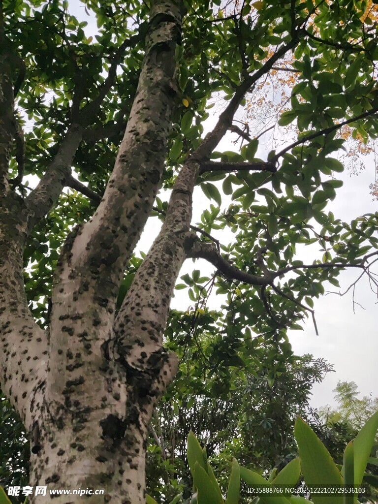 古老大树的独特纹理