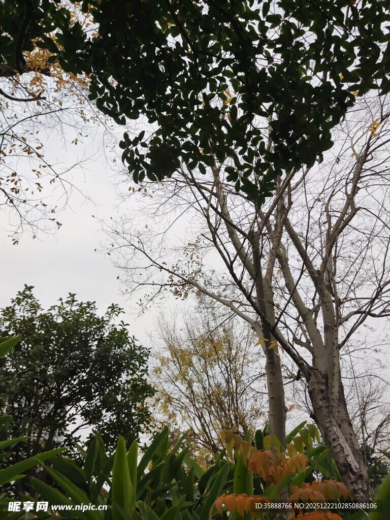 户外树木绿植景致