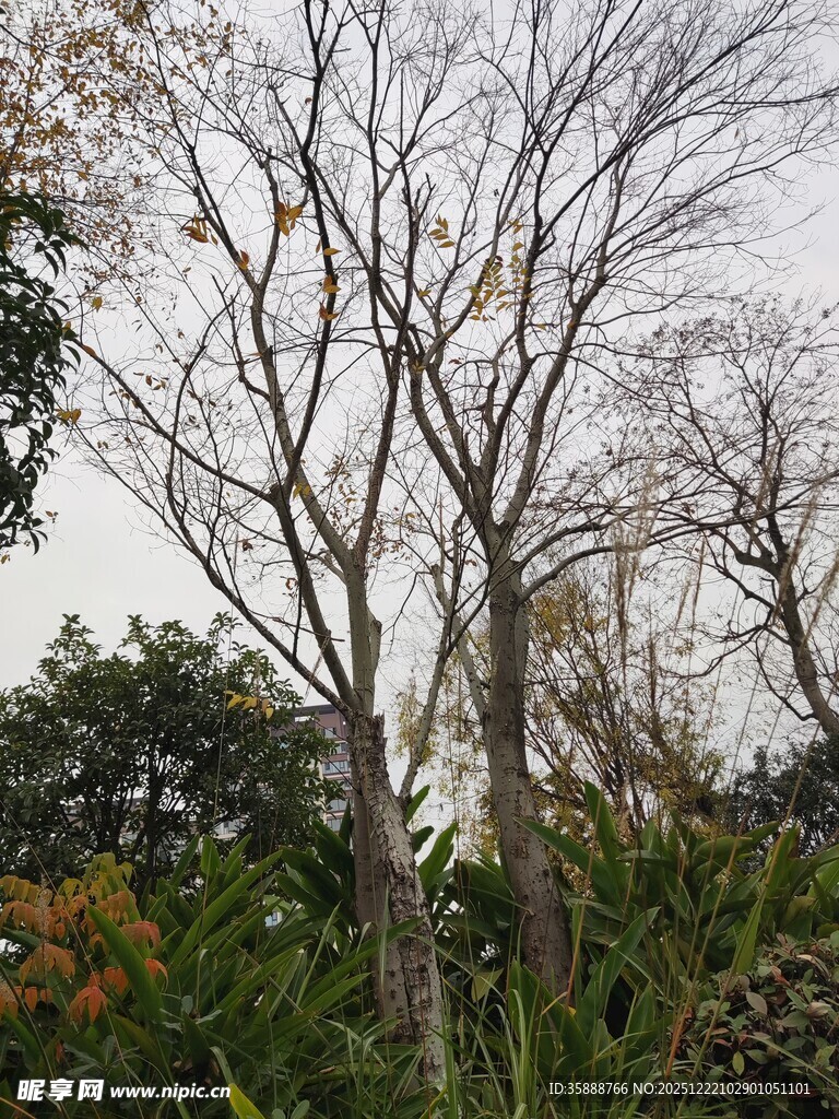 冬日枯树与周边绿植景观