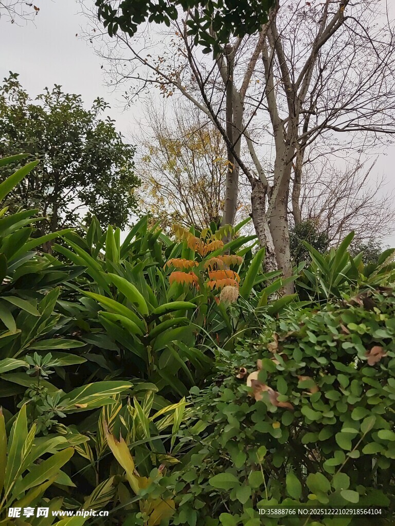 繁茂绿植与树木景观