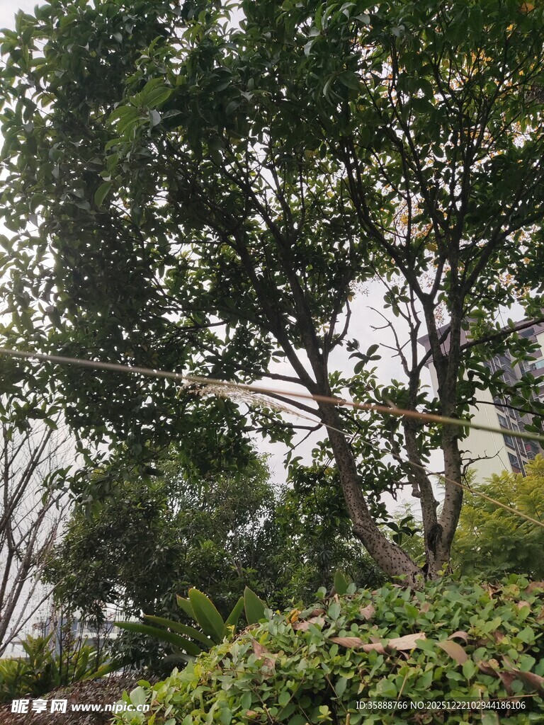 繁茂绿树与周边绿植景观