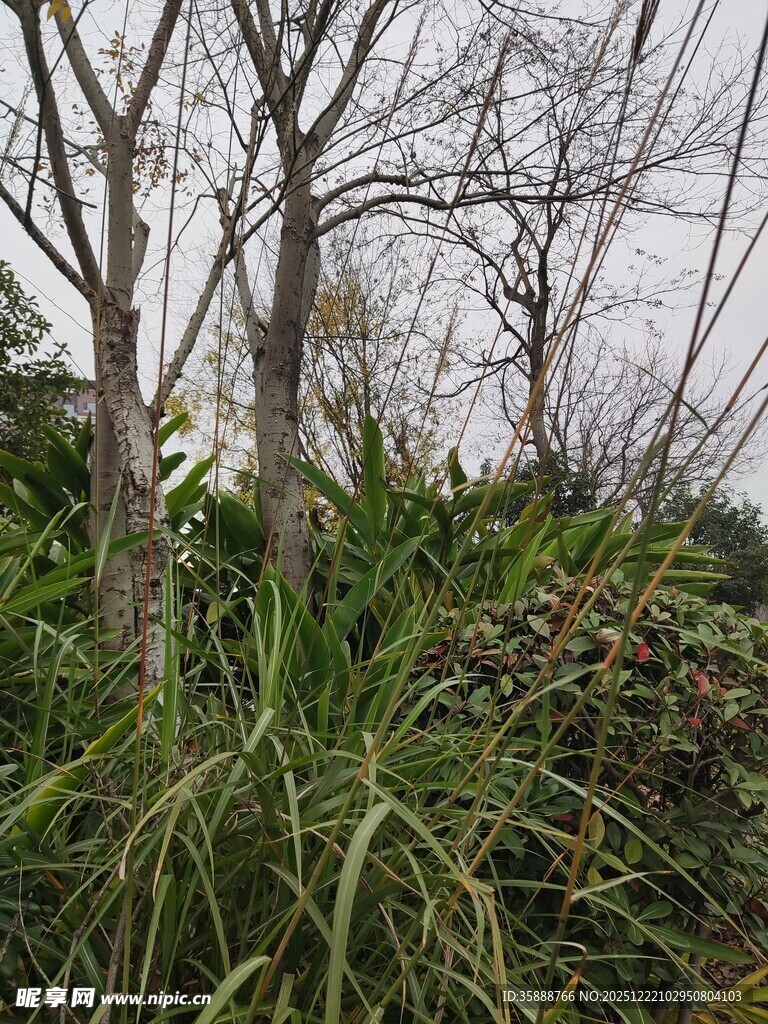 野外繁茂草木与光秃树木