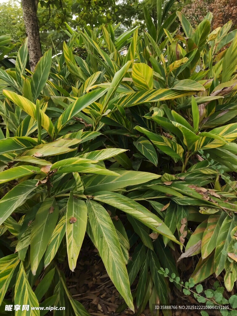 翠绿繁茂的热带观叶植物