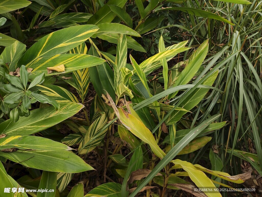 翠绿斑斓的热带观叶植物