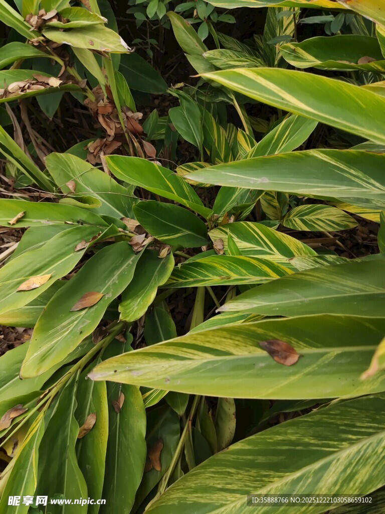 翠绿斑斓的植物叶片特写