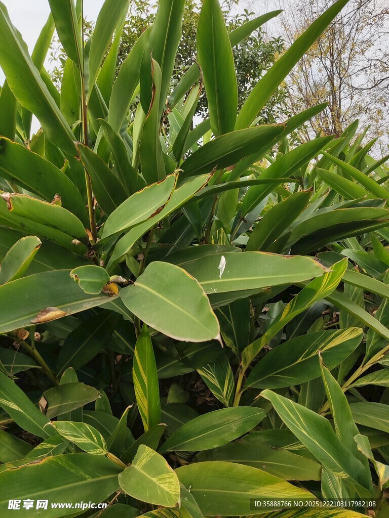 翠绿阔叶植物特写