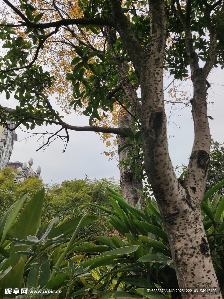 繁茂树木与绿植景观