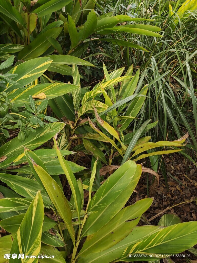 翠绿斑斓的热带植物景观