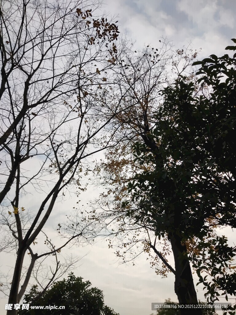 冬日枯树与葱郁树木对比