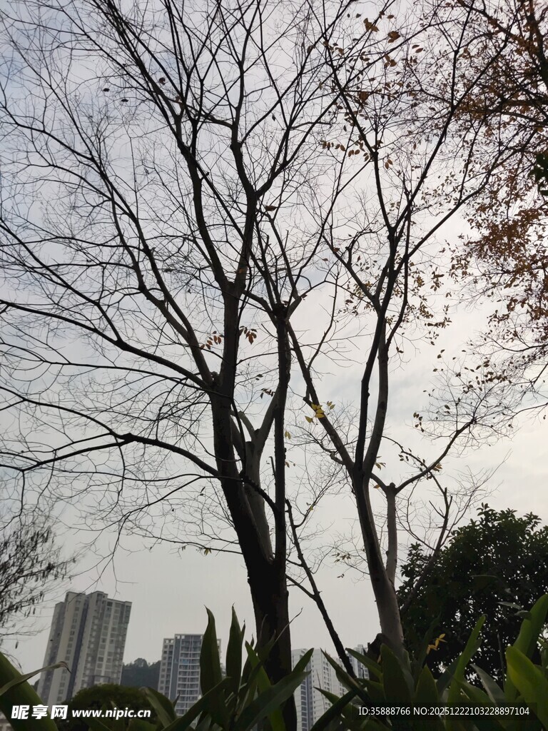 冬日枯树与远处高楼