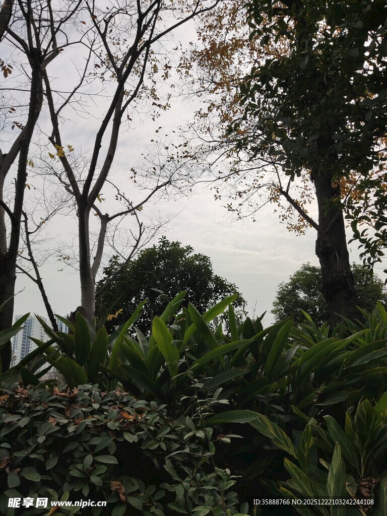 户外繁茂绿植景致