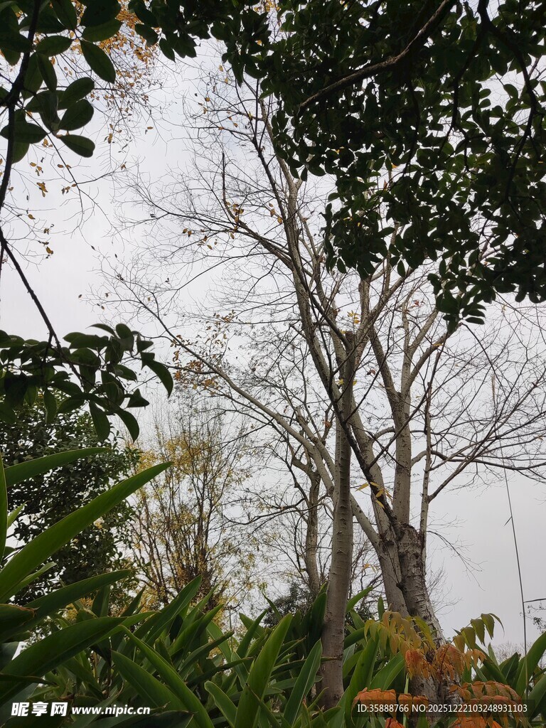 冬日枯树与周边绿植景观