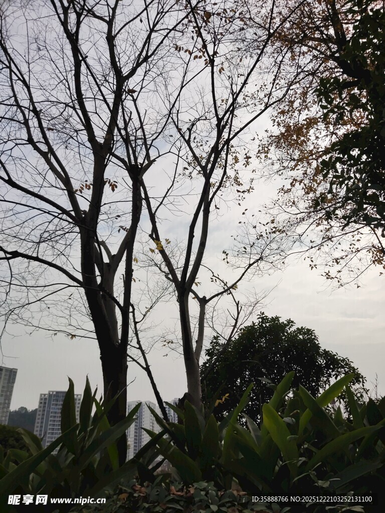 冬日枯树与繁茂绿植景观