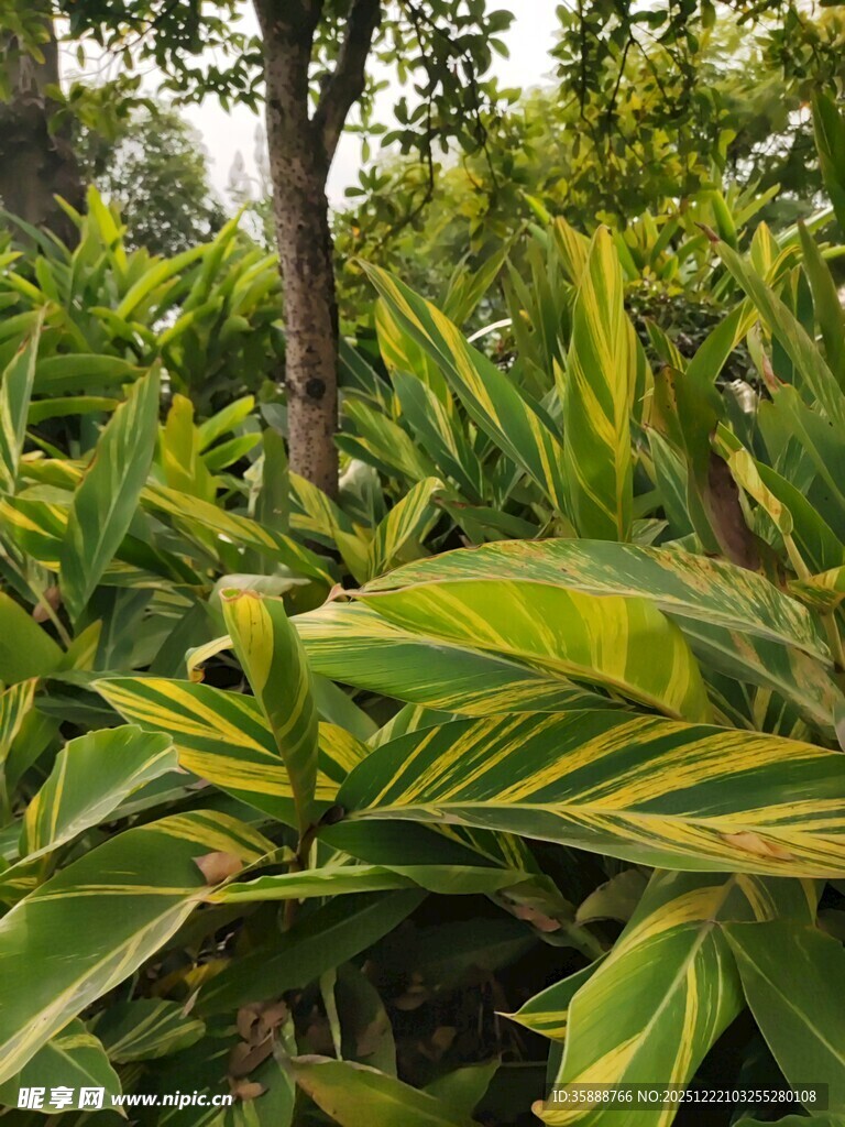 翠绿斑斓的热带植物景观