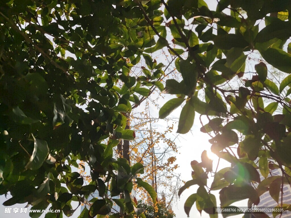 透过树叶的斑驳阳光