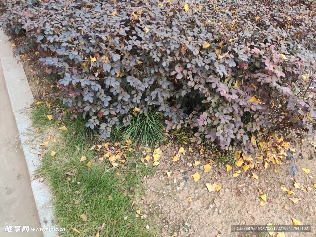 紫叶植物与散落黄叶景观