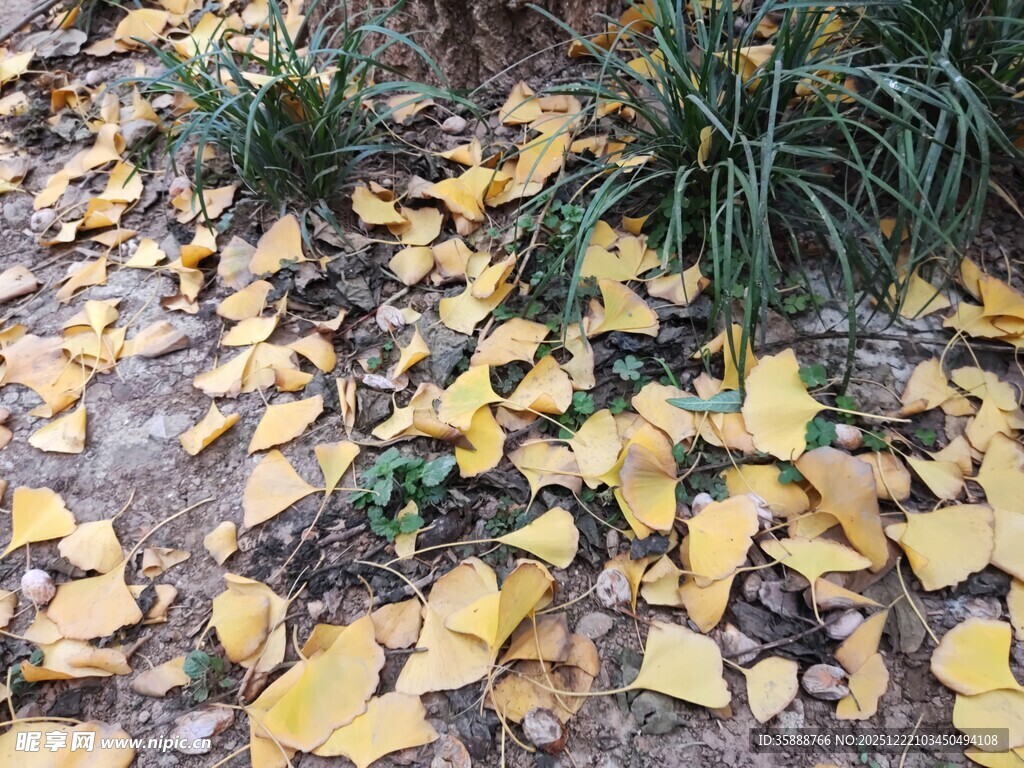 地上银杏叶秋意正浓