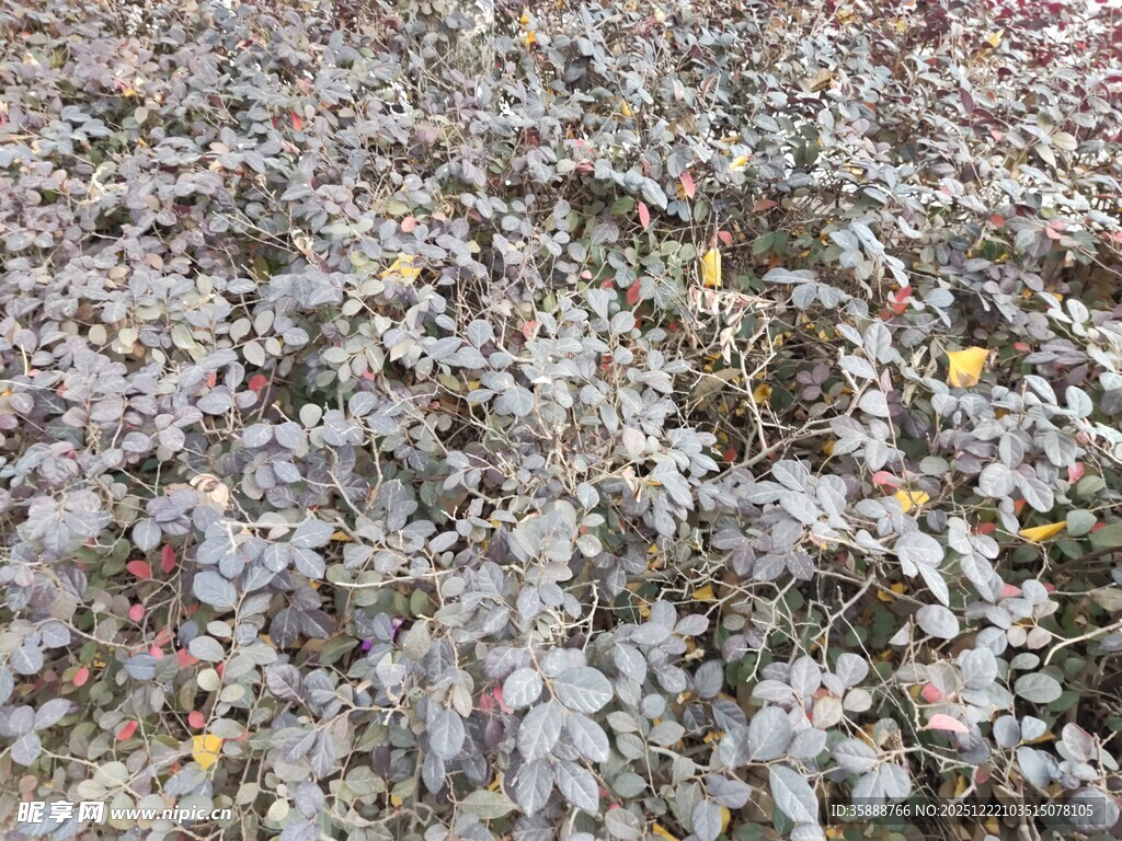 地面散落的多彩花瓣