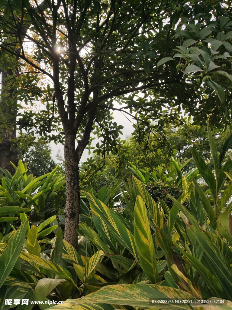 繁茂绿植中的挺拔树木