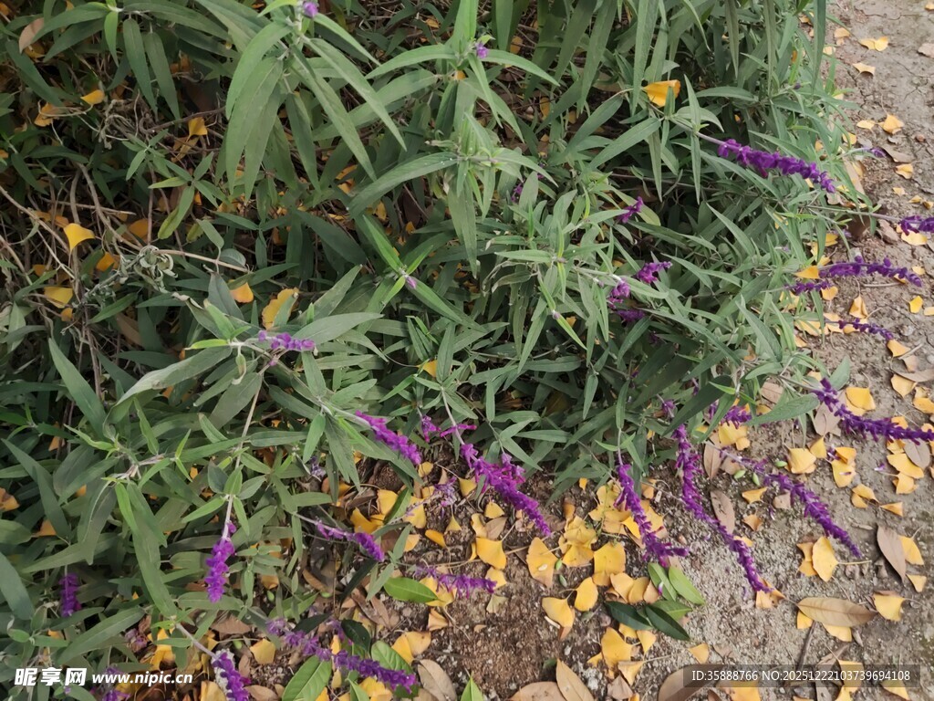 草丛中的紫黄花朵