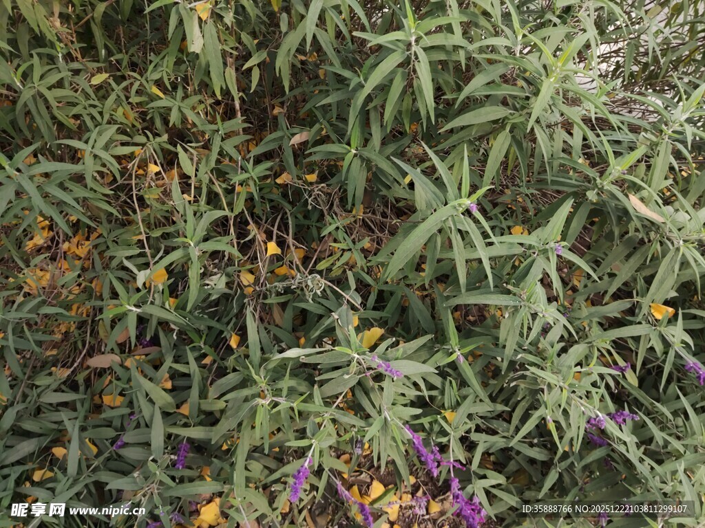 绿叶繁花交织的自然景致