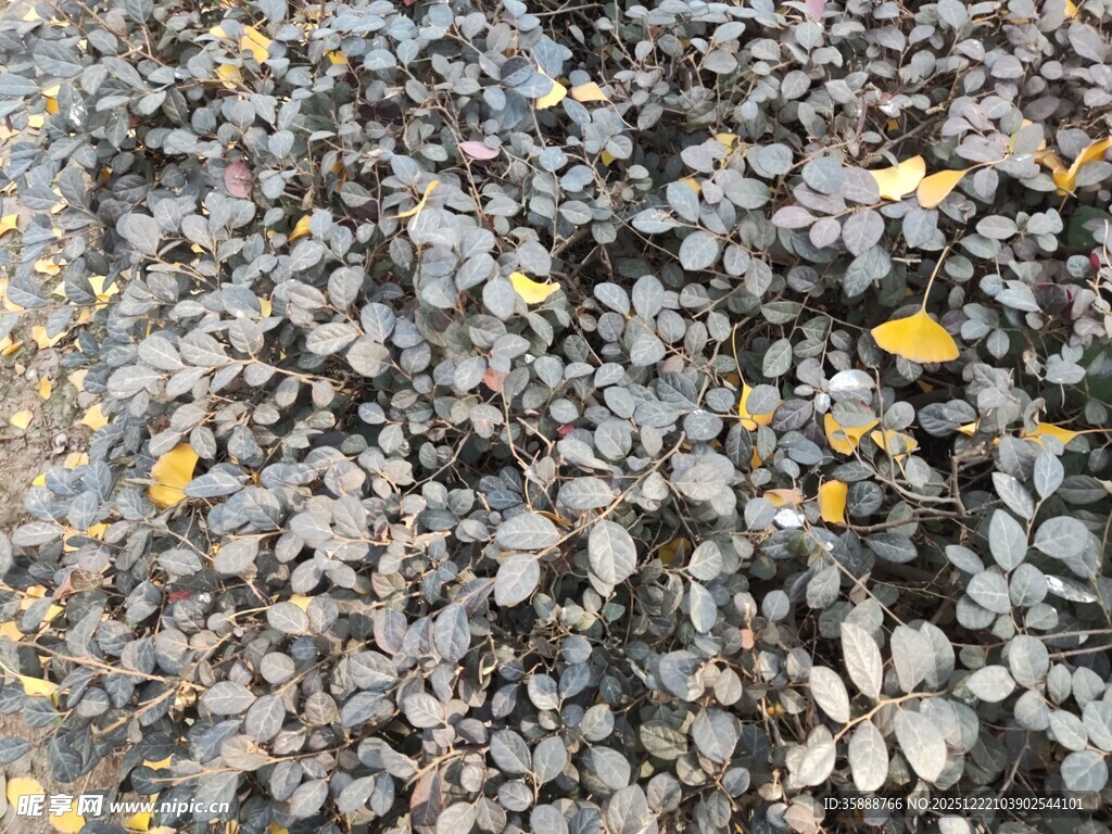 碎石间的黄色小花