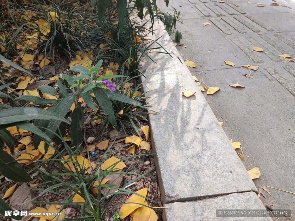 路边落叶与绿植的秋景