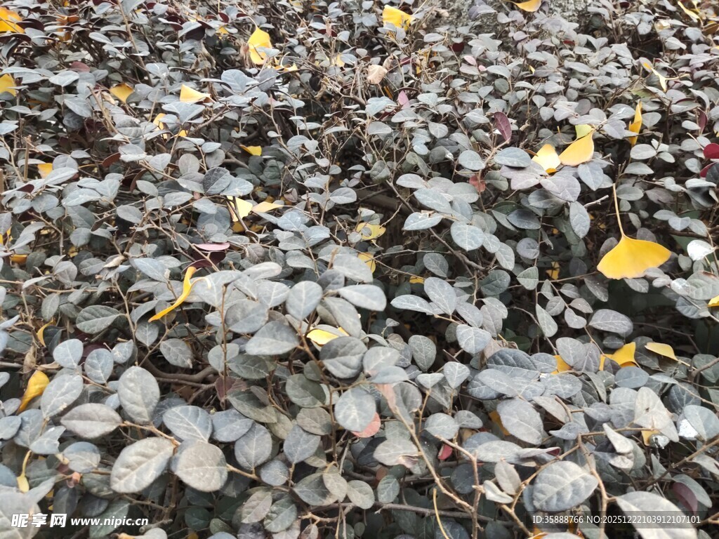 落叶铺地的自然景象