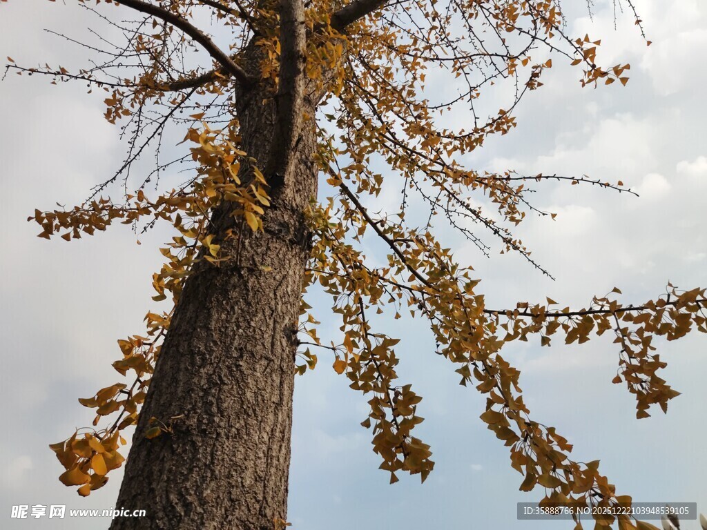 秋日孤树黄叶映蓝天