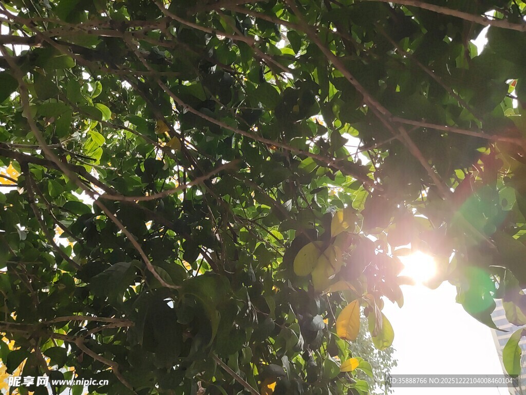 阳光穿透枝叶的绿意美景