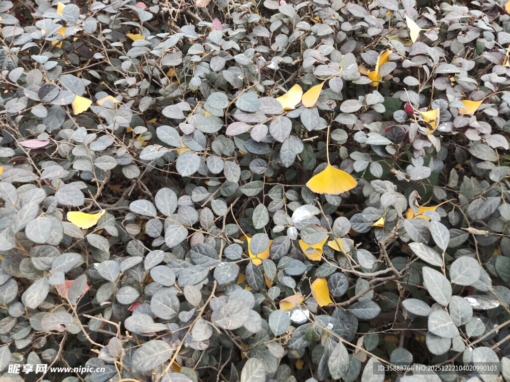 地面散落的多彩落叶