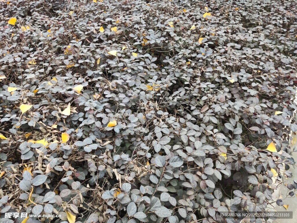 地面散落的枯叶与花瓣