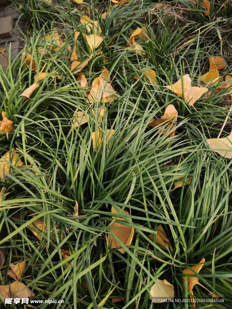 金黄银杏叶与葱郁绿植共生