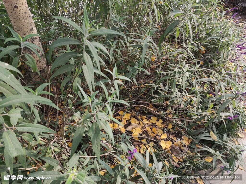 草丛中的黄色花朵