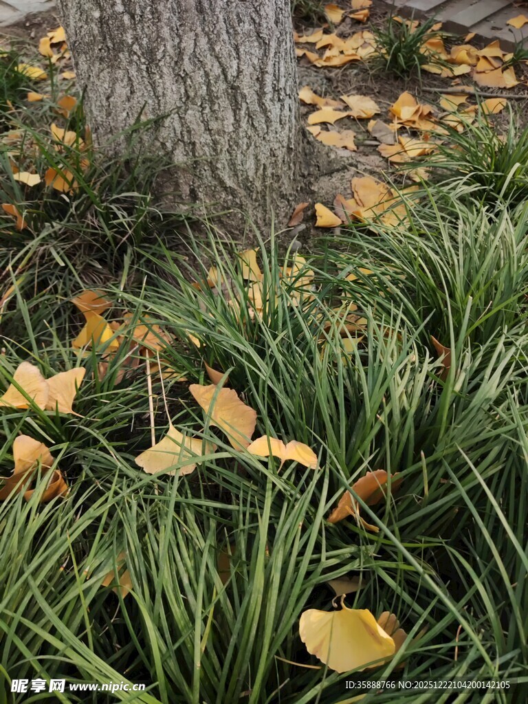 树下秋景落叶与青草相依