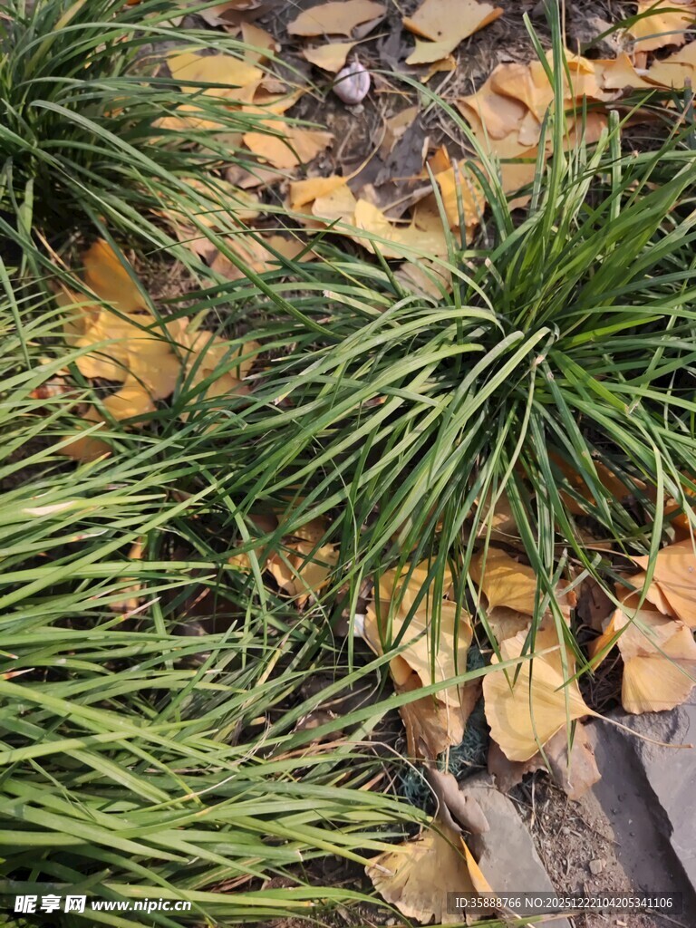 翠绿麦冬与散落银杏叶