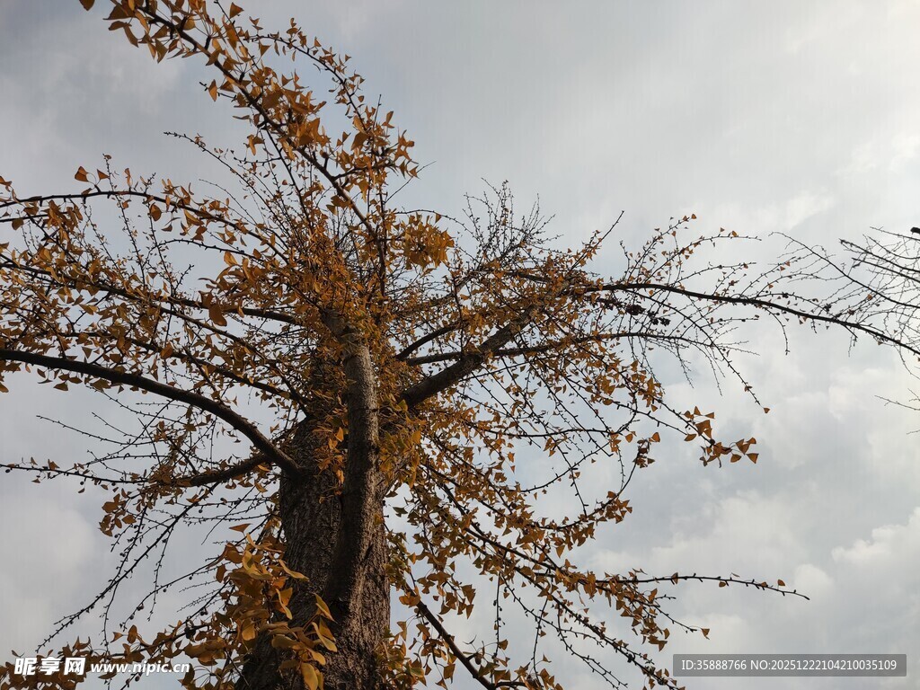 秋日孤树尽显萧瑟之美