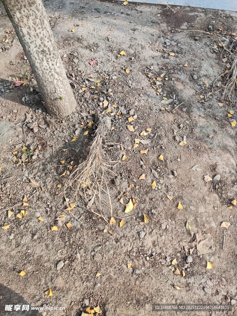 树根旁的地面与散落枯叶