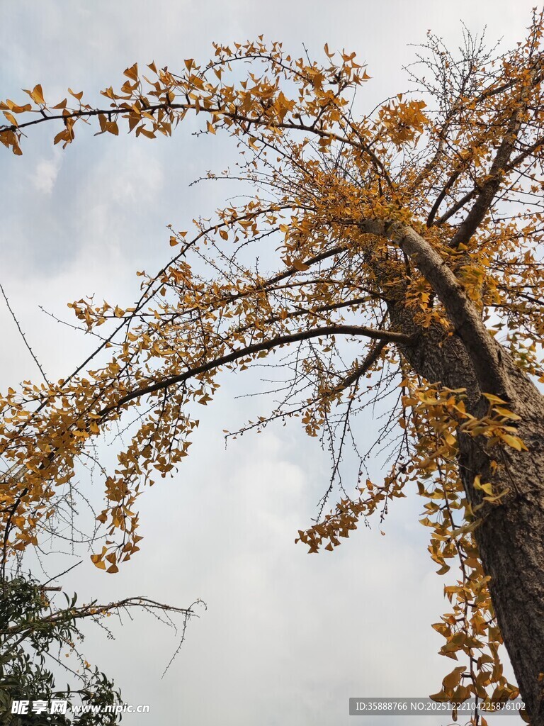 秋日银杏树枝展金黄叶