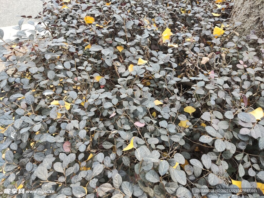 碎石间散落的黄色叶片