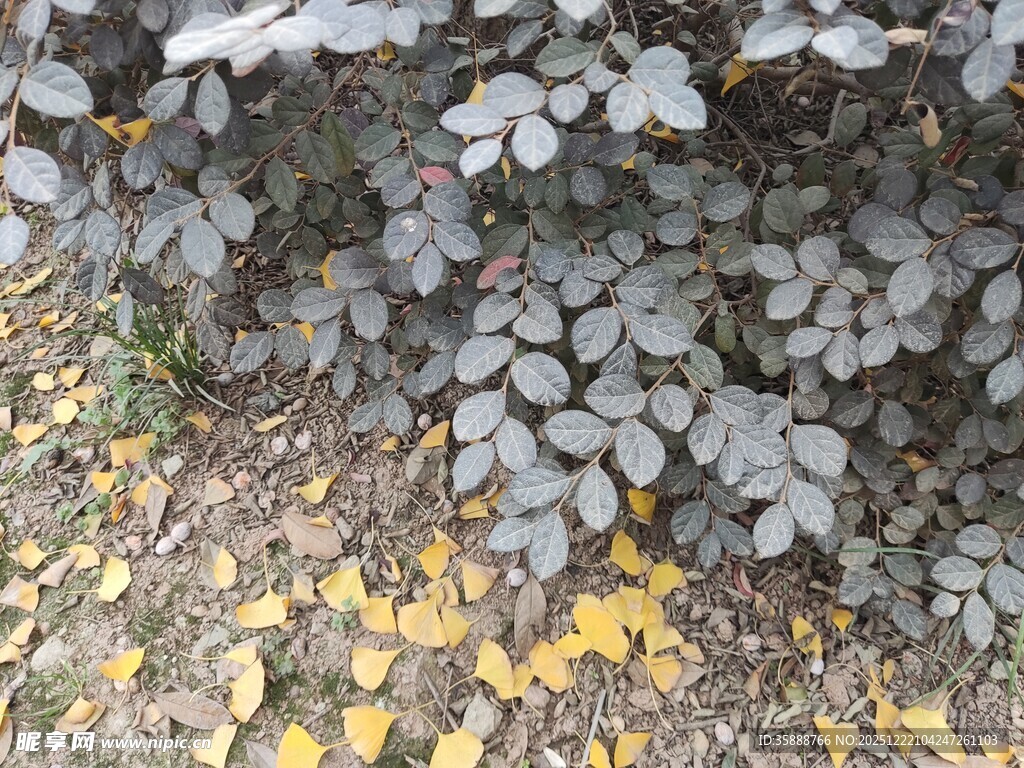 地面落叶与植物景象