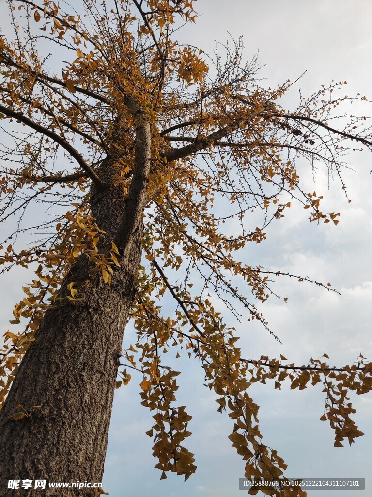 秋日银杏树与斑驳天空