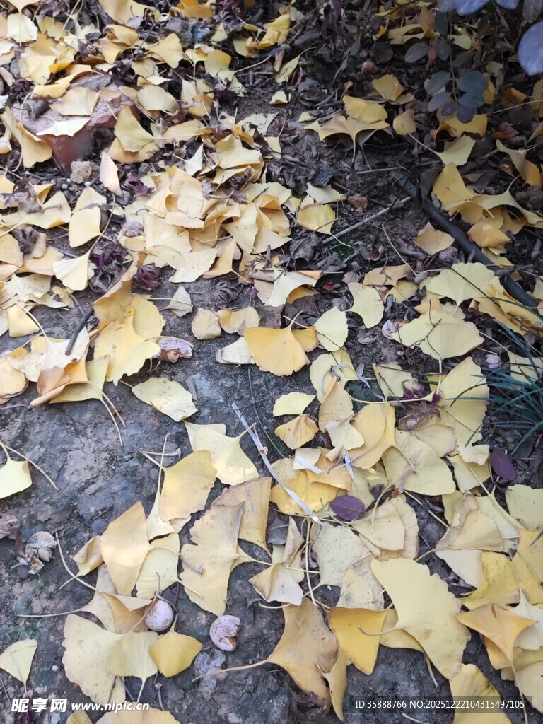 地面散落的金黄银杏叶